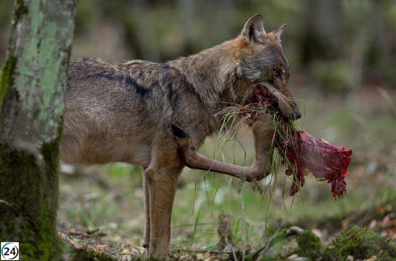 Cantabria demanda al Gobierno la actualización del registro de lobos y su exclusión del LESPRE