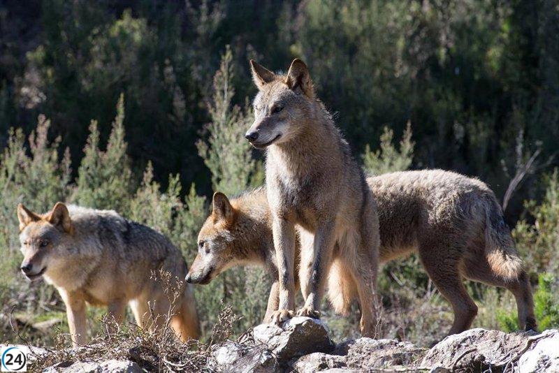 Cantabria insta al Gobierno a respaldar cambios en la protección al lobo, siguiendo el enfoque de la UE