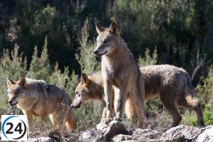Cantabria insta al Gobierno a respaldar cambios en la protección al lobo, siguiendo el enfoque de la UE