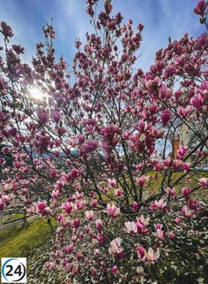 Astillero volverá a entregar árboles a los vecinos al comienzo de 2024
