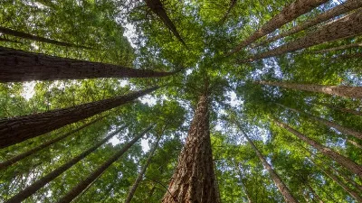 El bosque de secuoyas de Cabezón de la Sal, un paisaje inusual en Cantabria