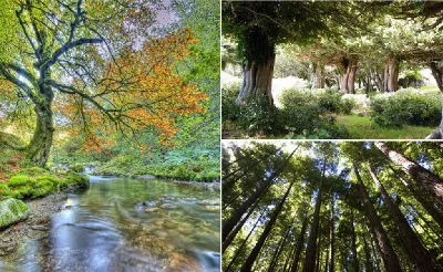 La belleza de los bosques cántabros