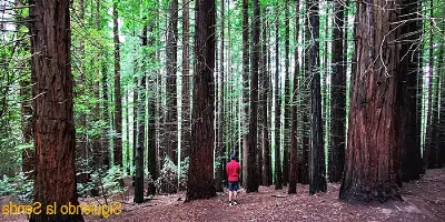 El Parque Natural de las Secuoyas del Monte Cabezón