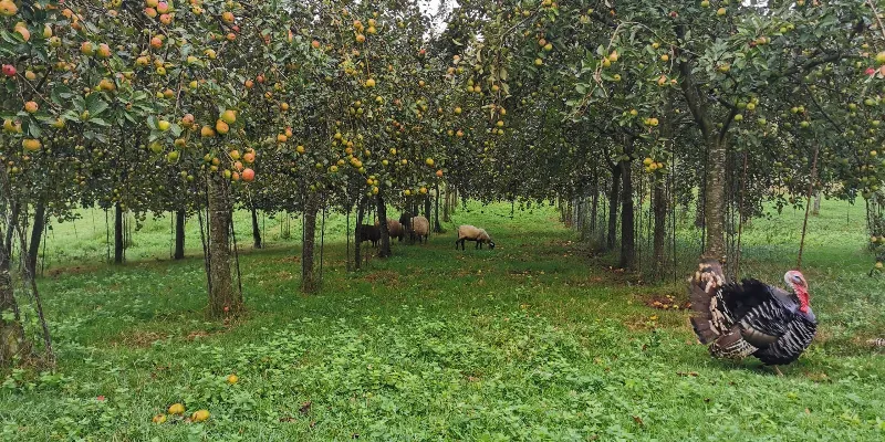 La sidra: tradición astur-cántabra que nunca pasa de moda