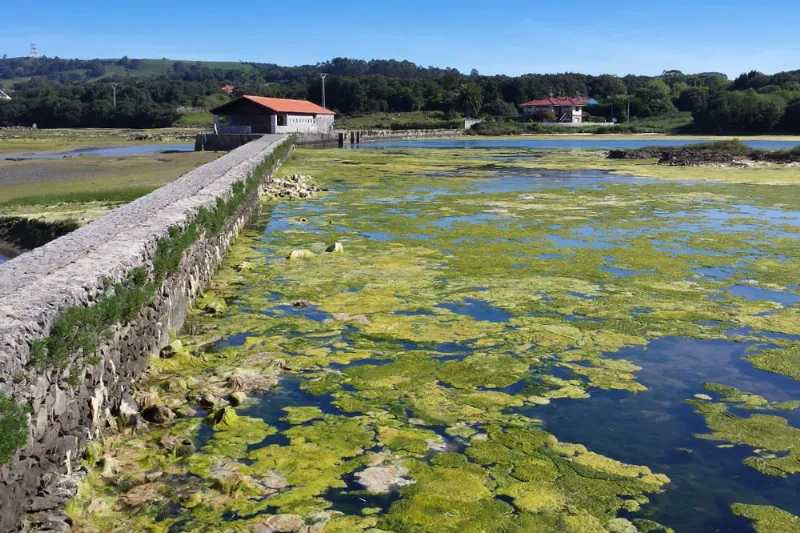 La Reserva Natural de las Marismas de Santoña